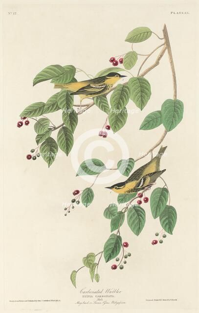 Carbonated Warbler, 1829. Creator: Robert Havell.