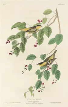 Carbonated Warbler, 1829. Creator: Robert Havell