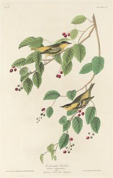 Carbonated Warbler, 1829. Creator: Robert Havell