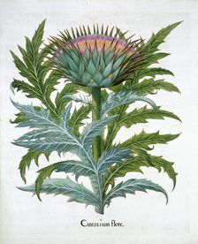 Cardoon, 1613. Creator: Unknown