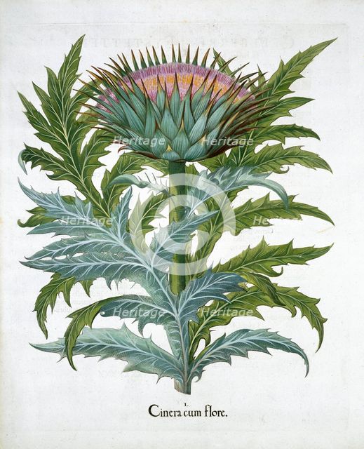 Cardoon, 1613. Creator: Unknown.