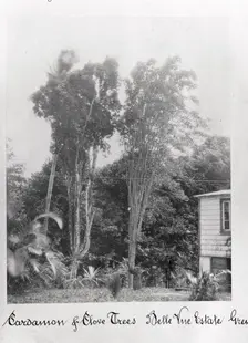 Cardamon and Clove trees, Grenada, Bell Vue Estate, 1897
