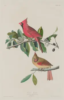 Cardinal Grosbeak, 1833. Creator: Robert Havell