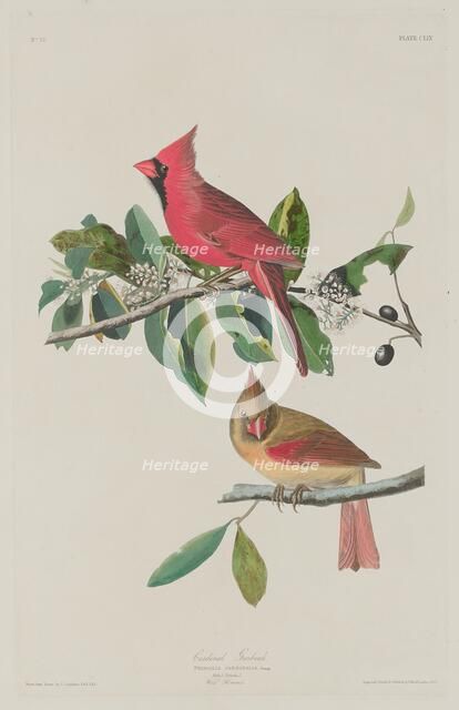 Cardinal Grosbeak, 1833. Creator: Robert Havell.