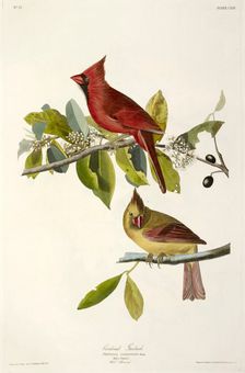 Cardinal Grosbeak , Fringilla Cardinalis, 1845