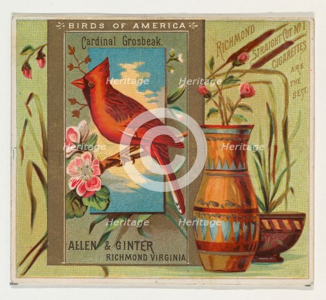 Cardinal Grosbeak, from the Birds of America series (N37) for Allen & Ginter Cigarettes, 1888. Creator: Allen & Ginter.