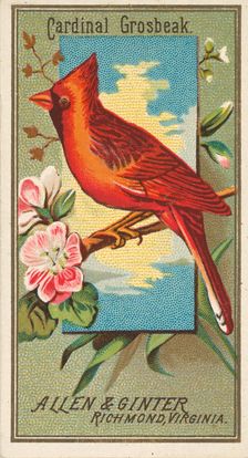 Cardinal Grosbeak, from the Birds of America series (N4) for Allen & Ginter Cigarettes Bra..., 1888. Creator: Allen & Ginter