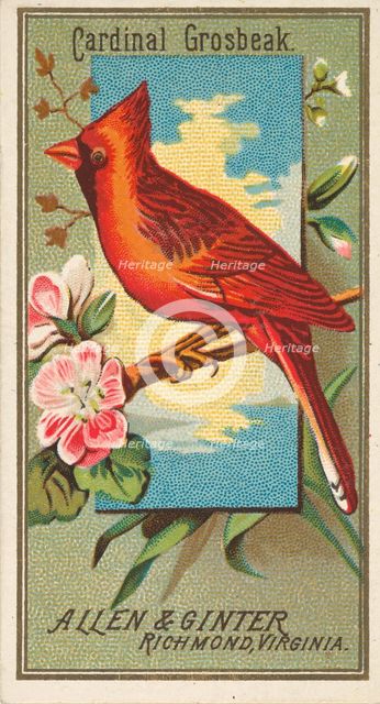 Cardinal Grosbeak, from the Birds of America series (N4) for Allen & Ginter Cigarettes Bra..., 1888. Creator: Allen & Ginter.