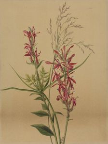 Cardinal Flower (Lobelia cardinalis), 1878. Creator: Mary Vaux Walcott