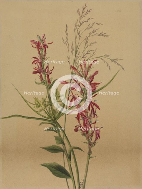 Cardinal Flower (Lobelia cardinalis), 1878. Creator: Mary Vaux Walcott.