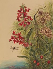 Cardinal Flower (Lobelia cardinalis), 1880. Creator: Mary Vaux Walcott