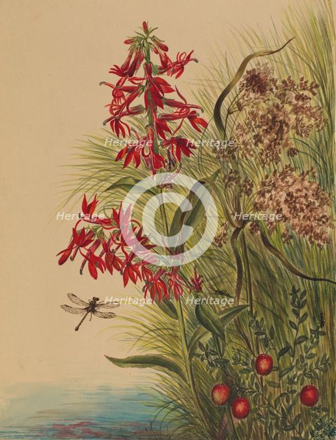 Cardinal Flower (Lobelia cardinalis), 1880. Creator: Mary Vaux Walcott.