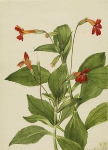 Cardinal Monkey Flower (Mimulus cardinalis), 1927. Creator: Mary Vaux Walcott