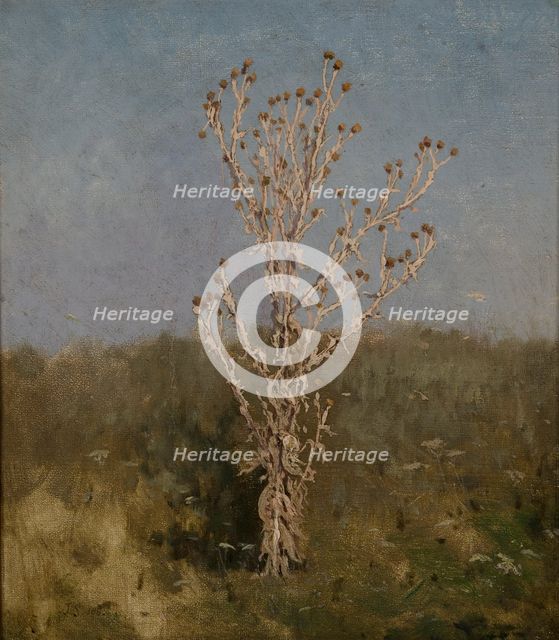 Carduus (plumeless thistles), 1885. Creator: Jan Stanislawski.