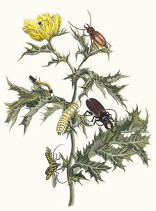 Carduus spinosus. From the Book Metamorphosis insectorum Surinamensium, 1705. Creator: Merian, Maria Sibylla (1647-1717)