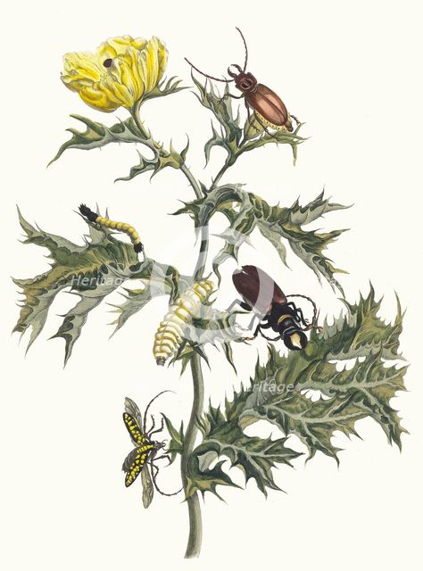 Carduus spinosus. From the Book Metamorphosis insectorum Surinamensium, 1705. Creator: Merian, Maria Sibylla (1647-1717).