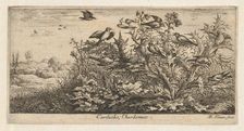 Carduëlis, Chardonnet (The Goldfinch): Livre d'Oyseaux (Book of Birds), 1655-1660., Creator: albert flamen
