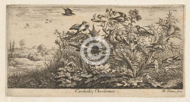 Carduëlis, Chardonnet (The Goldfinch): Livre d'Oyseaux (Book of Birds), 1655-1660., Creator: albert flamen.
