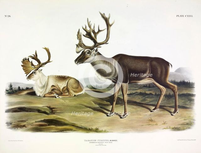 Caribou, Tarandus Furcifer, 1845.