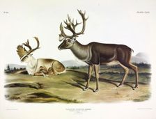 Caribou, Tarandus Furcifer, 1845