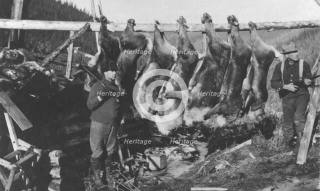Caribou carcasses, between c1900 and c1930. Creator: Unknown.