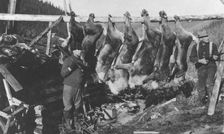 Caribou carcasses, between c1900 and c1930. Creator: Unknown