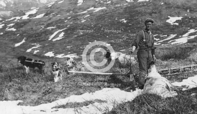 Caribou shot on the north side of Mt. McKinley and dog team ready to haul the meat to camp, 1912. Creator: Browne, Belmore.