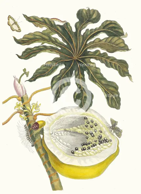 Carica papaya. From the Book Metamorphosis insectorum Surinamensium, 1705. Creator: Merian, Maria Sibylla (1647-1717).