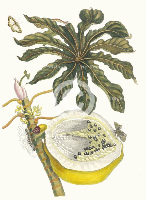 Carica papaya. From the Book Metamorphosis insectorum Surinamensium, 1705. Creator: Merian, Maria Sibylla (1647-1717).