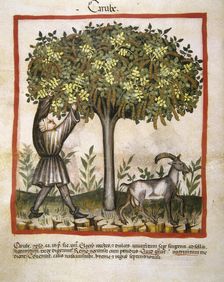 Carob, 14th century. Creator: Unknown
