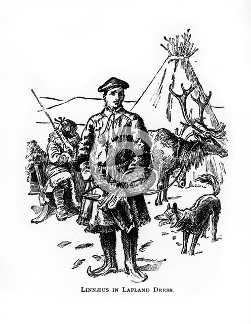 Carolus Linnaeus, 18th century Swedish botanist, physician and zoologist, (20th century). Artist: Unknown