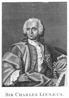 Carolus Linnaeus, 18th century Swedish naturalist. Creator: Unknown
