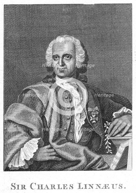 Carolus Linnaeus, 18th century Swedish naturalist. Creator: Unknown.