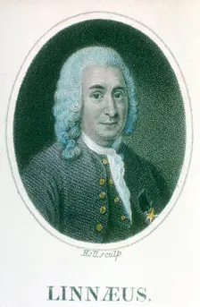 Carolus Linnaeus, 18th century Swedish naturalist, early 19th century. Creator: Unknown