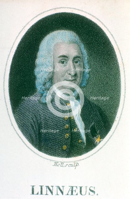 Carolus Linnaeus, 18th century Swedish naturalist, early 19th century. Creator: Unknown.
