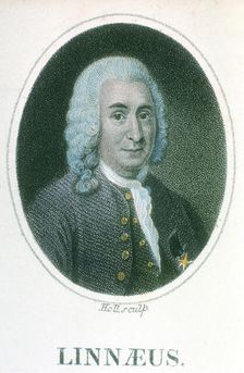 Carolus Linnaeus, 18th century Swedish naturalist, early 19th century
