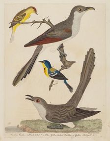 Carolina Cuckoo, Black-billed Cuckoo, Blue Yellow-backed Warbler, and Yellow..., pub. 1808-1814. Creator: Alexander Lawson