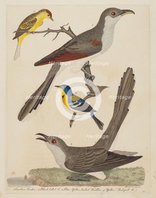 Carolina Cuckoo, Black-billed Cuckoo, Blue Yellow-backed Warbler, and Yellow..., pub. 1808-1814. Creator: Alexander Lawson.