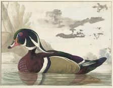 Carolina duck, 1771. Creator: Gerrit van den Heuvel