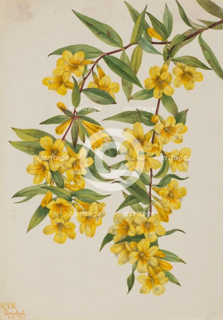Carolina Jessamine (Gelsemium sempervirens), 1926. Creator: Mary Vaux Walcott.