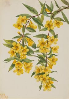 Carolina Jessamine (Gelsemium sempervirens), 1926. Creator: Mary Vaux Walcott