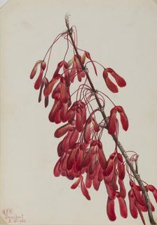 Carolina Maple (Acer carolinianum), 1923. Creator: Mary Vaux Walcott