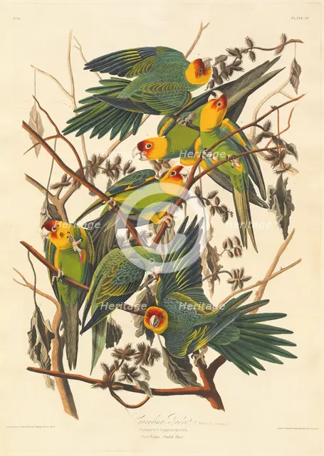 Carolina Parrot, 1827. Creator: Robert Havell.