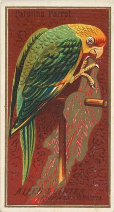 Carolina Parrot, from the Birds of America series (N4) for Allen & Ginter Cigarettes Brands, 1888. Creator: Allen & Ginter