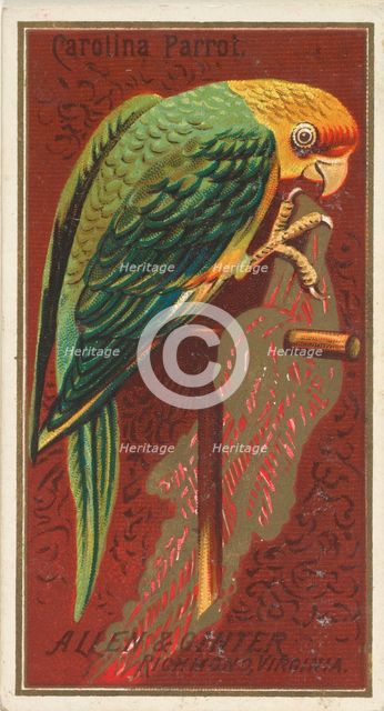 Carolina Parrot, from the Birds of America series (N4) for Allen & Ginter Cigarettes Brands, 1888. Creator: Allen & Ginter.
