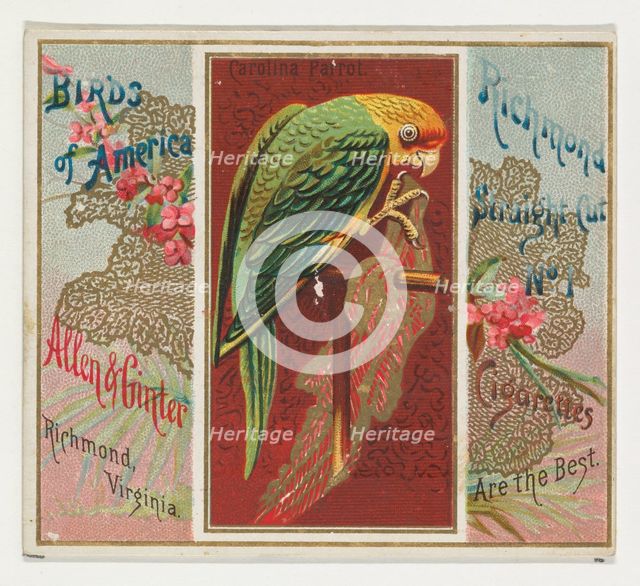 Carolina Parrot, from the Birds of America series (N37) for Allen & Ginter Cigarettes, 1888. Creator: Allen & Ginter.