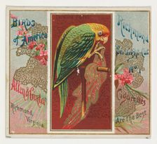 Carolina Parrot, from the Birds of America series (N37) for Allen & Ginter Cigarettes, 1888. Creator: Allen & Ginter