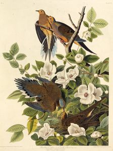 Carolina pigeon or Carolina turtledove. From "The Birds of America", 1827-1838. Creator: Audubon, John James (1785-1851)