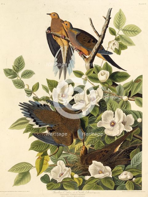 Carolina pigeon or Carolina turtledove. From "The Birds of America", 1827-1838. Creator: Audubon, John James (1785-1851).