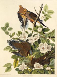 Carolina pigeon or Carolina turtledove. From "The Birds of America", 1827-1838. Creator: Audubon, John James (1785-1851)